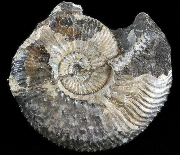 Wide Kosmoceras Ammonite - England #42642